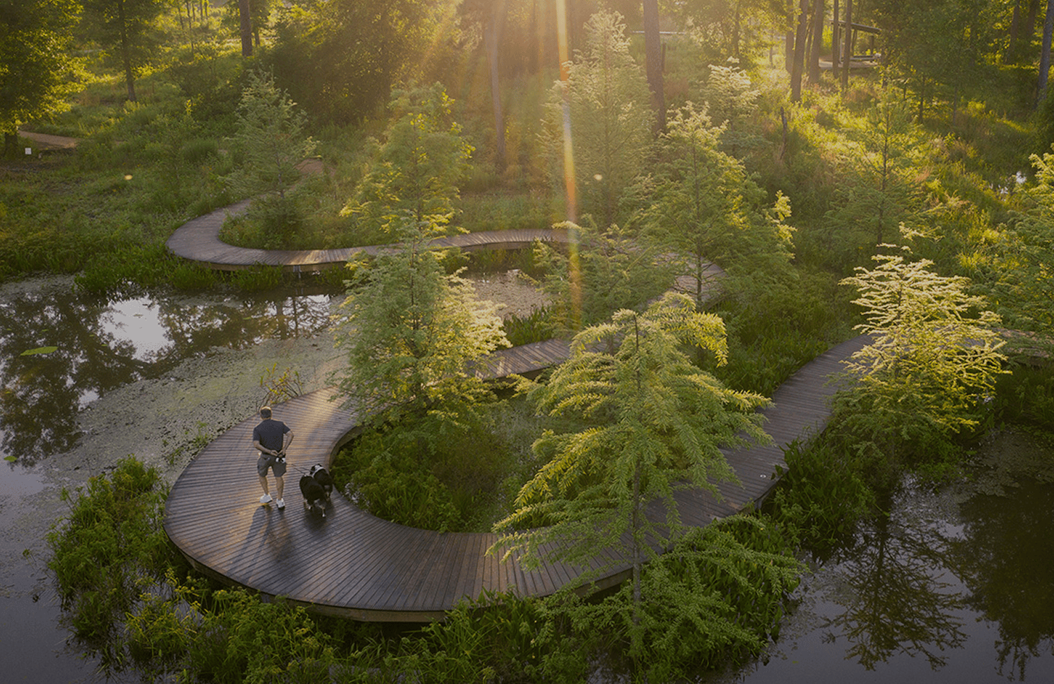 Aerial view of a winding woodland boardwalk